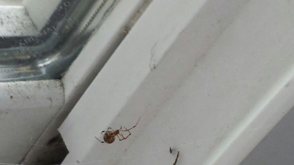 Men in Black Pest Control Services Inc. Facebook ad