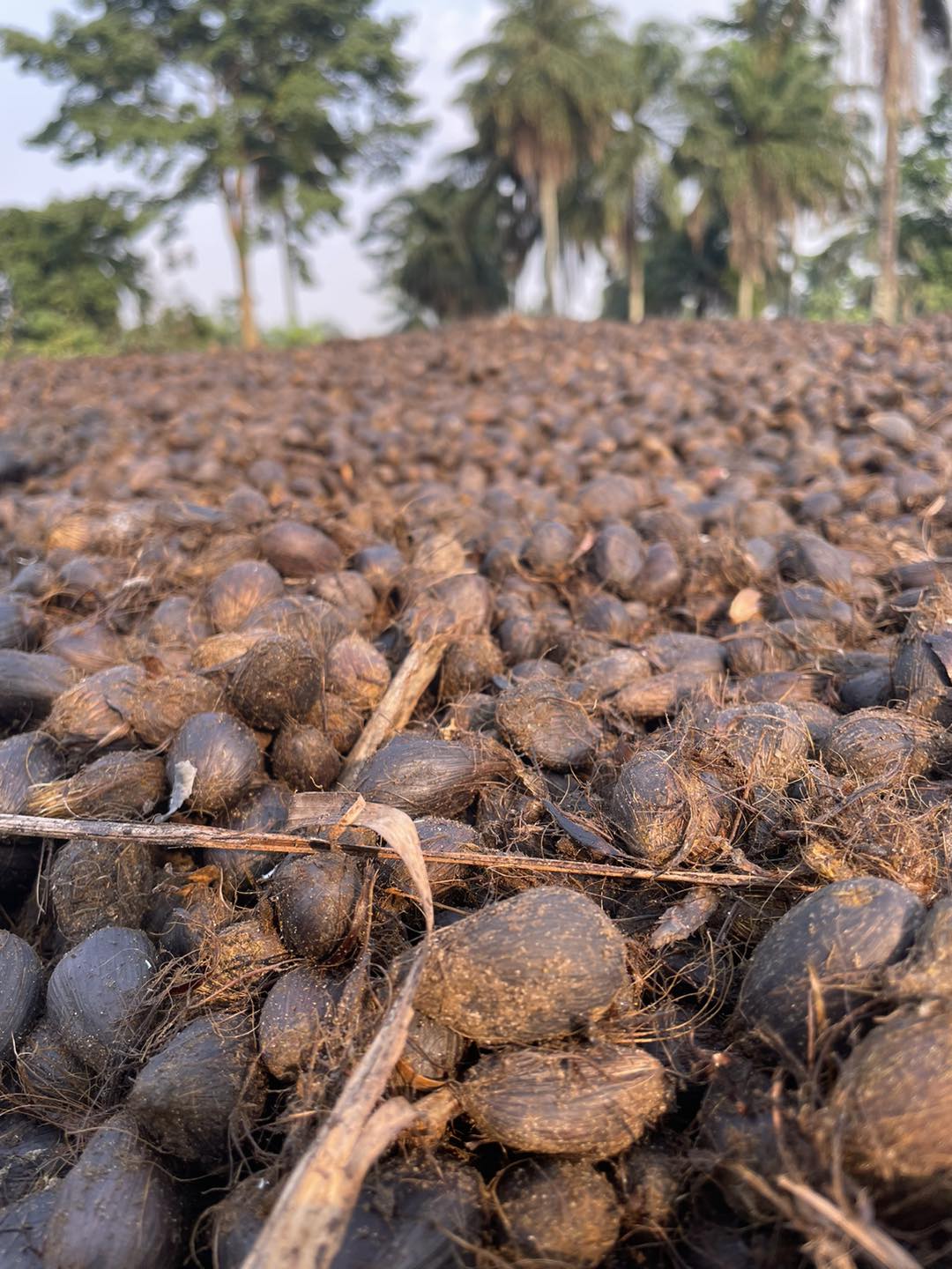 Kernel Fresh by J-Palm Liberia Facebook ad: Kernel Fresh: Very PROUDLY Liberian!