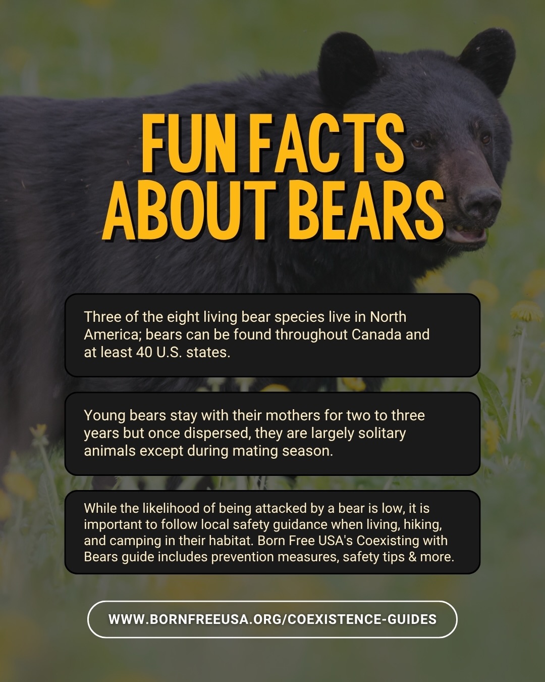 Born Free USA Facebook ad: North America is filled with remarkable wild animals.