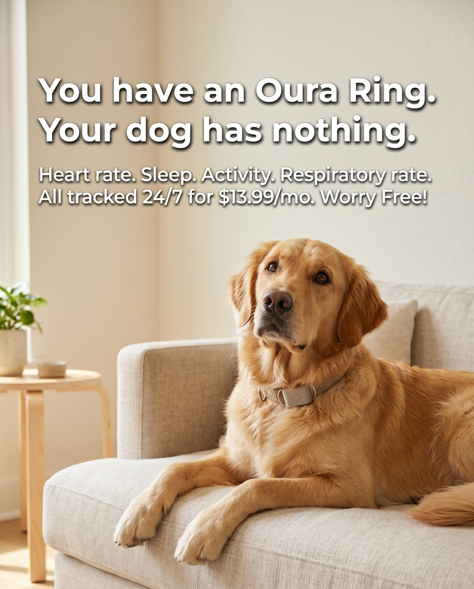 Maven Pet Facebook ad