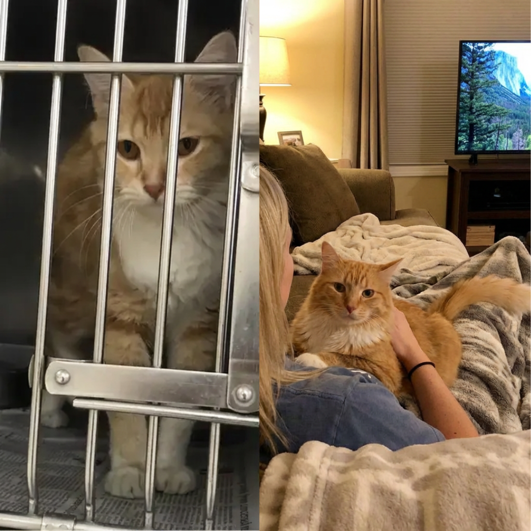 Cat Life Magazine Facebook ad
