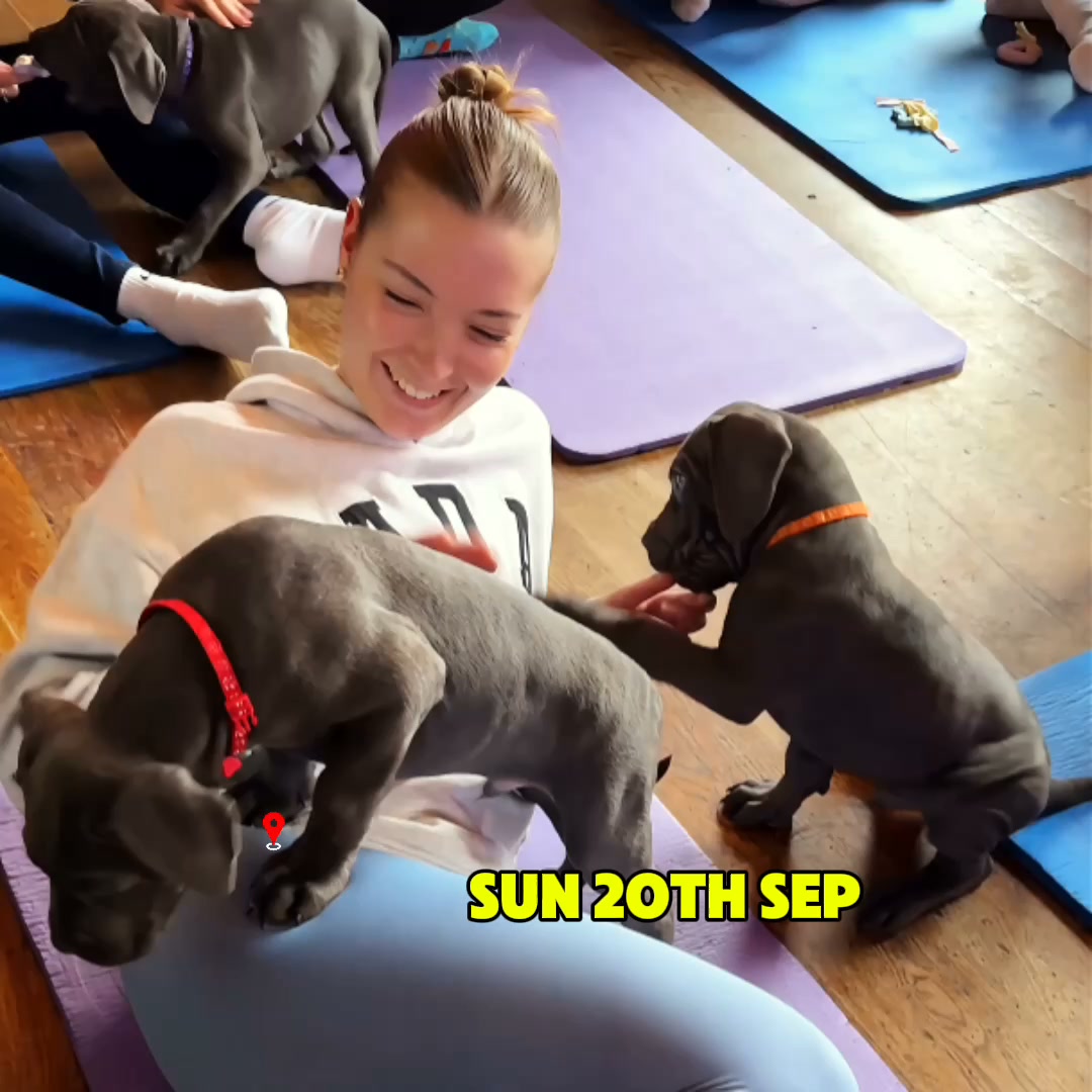 Pupp & Co Puppy Yoga Facebook ad: Yoga & Puppies - Birmingham