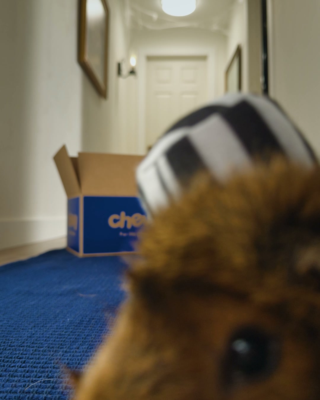 Chewy Facebook ad: Frisco small pet costumes