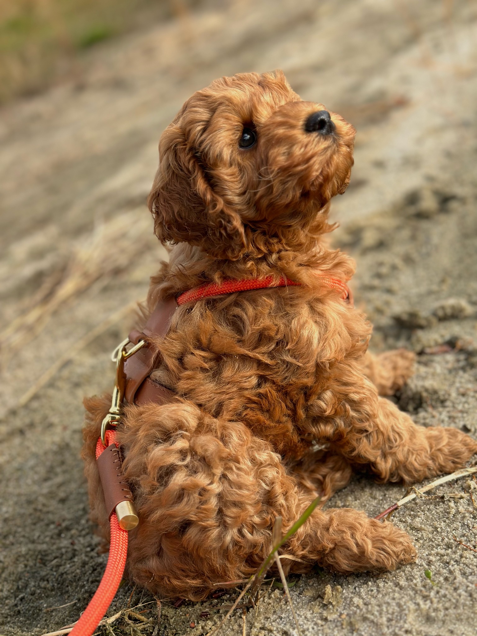 PupDeluxe.dk Facebook ad
