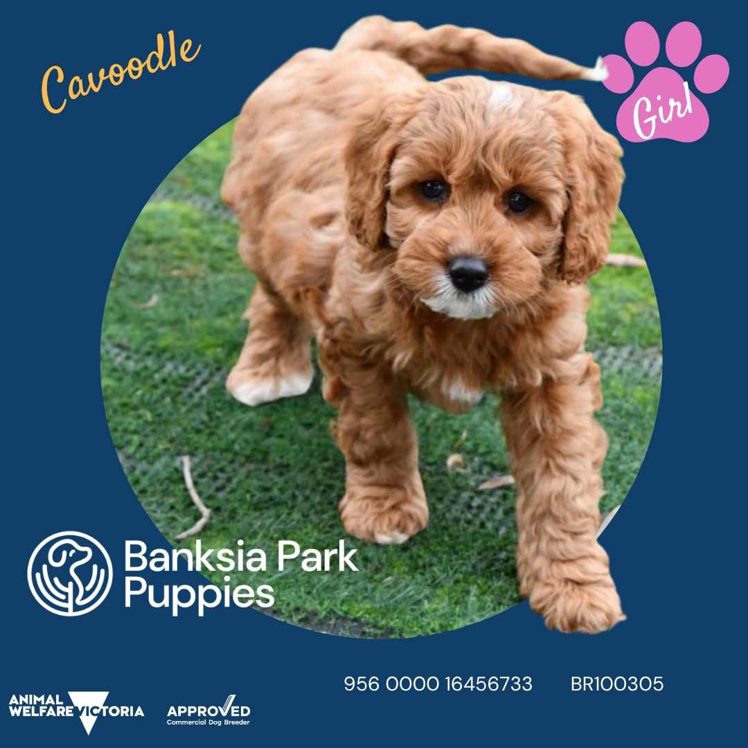 Banksia Park Puppies Facebook ad: DNA Tested Cavoodles with the best health guarantees…