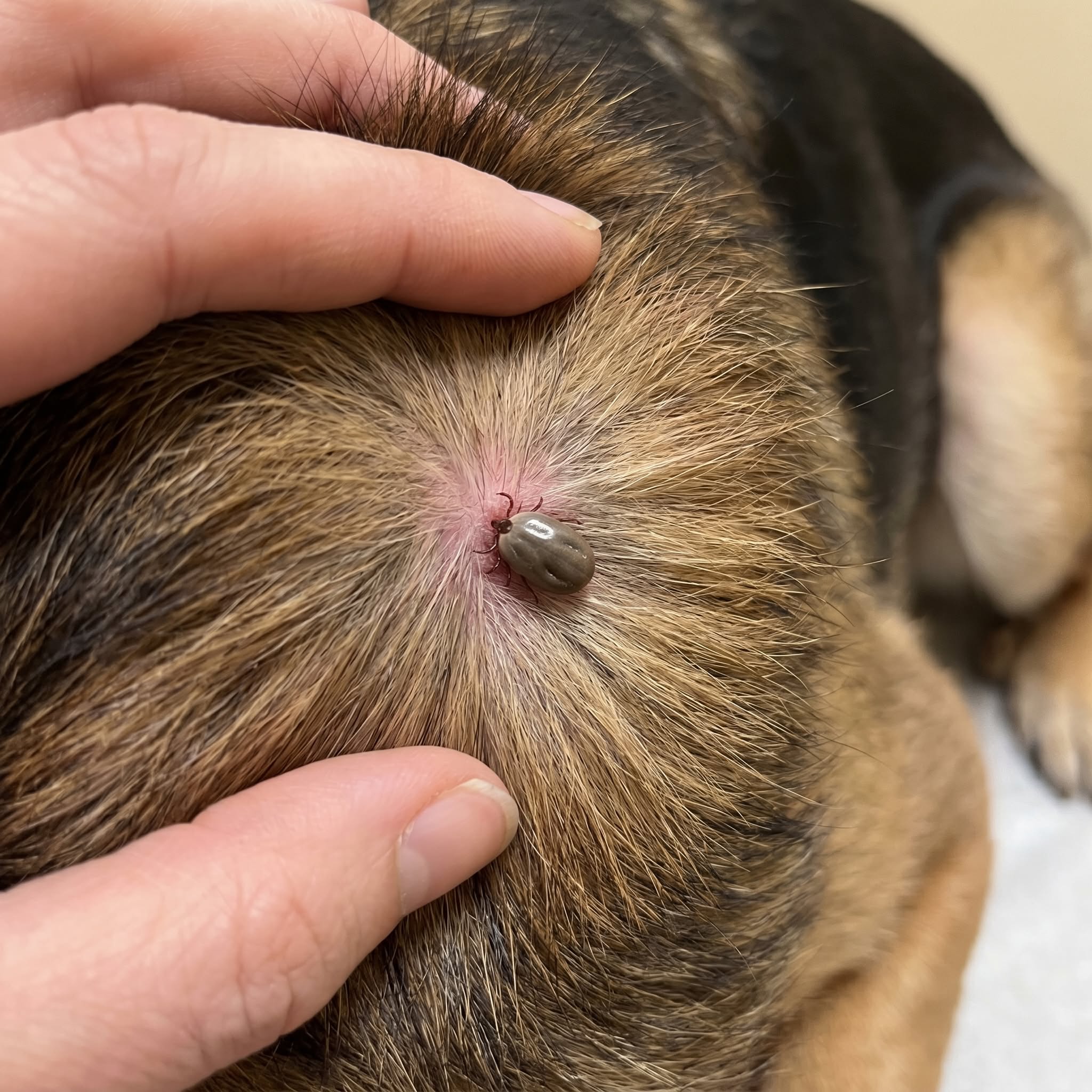 Whitmore Animal Hospital Facebook ad