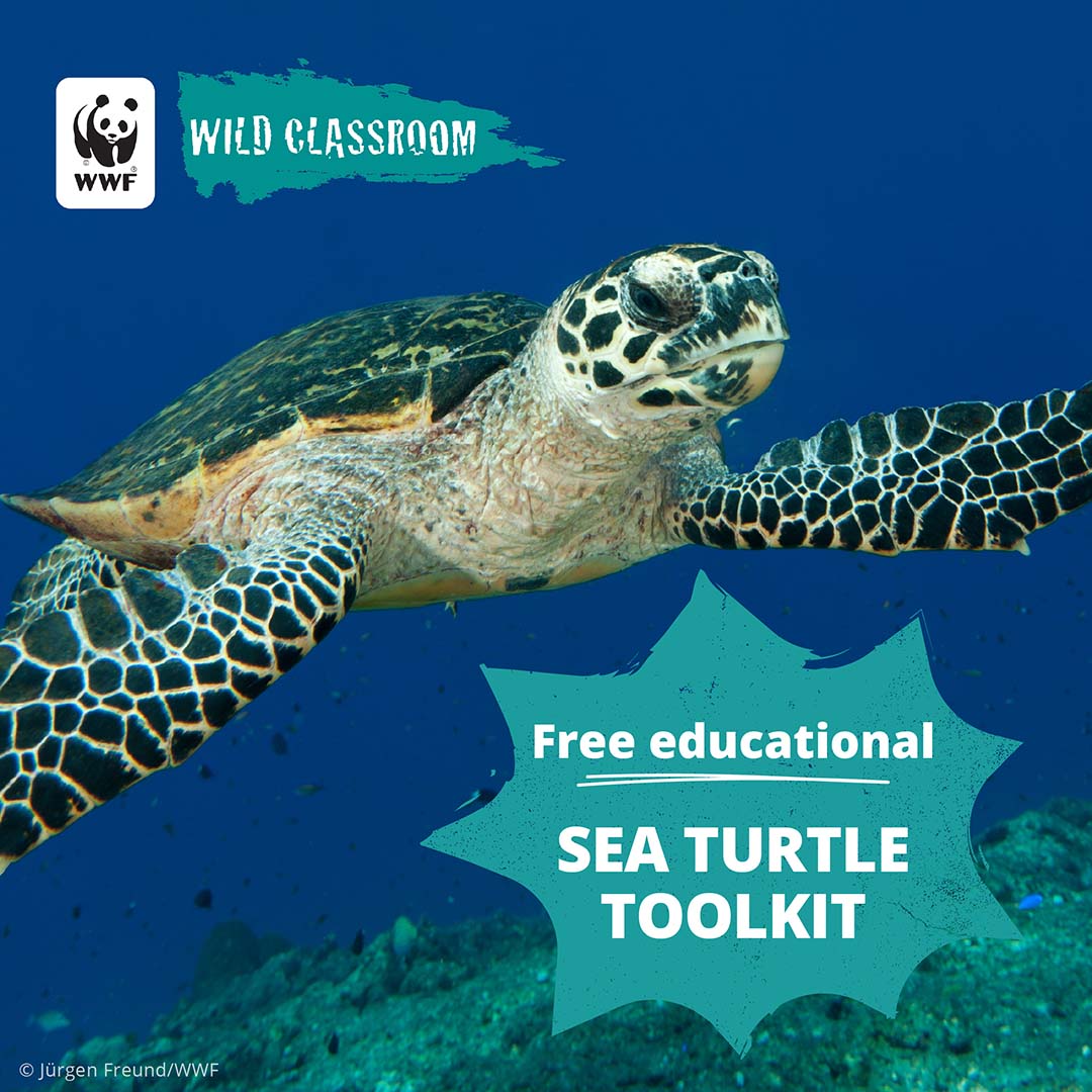 World Wildlife Fund Facebook ad