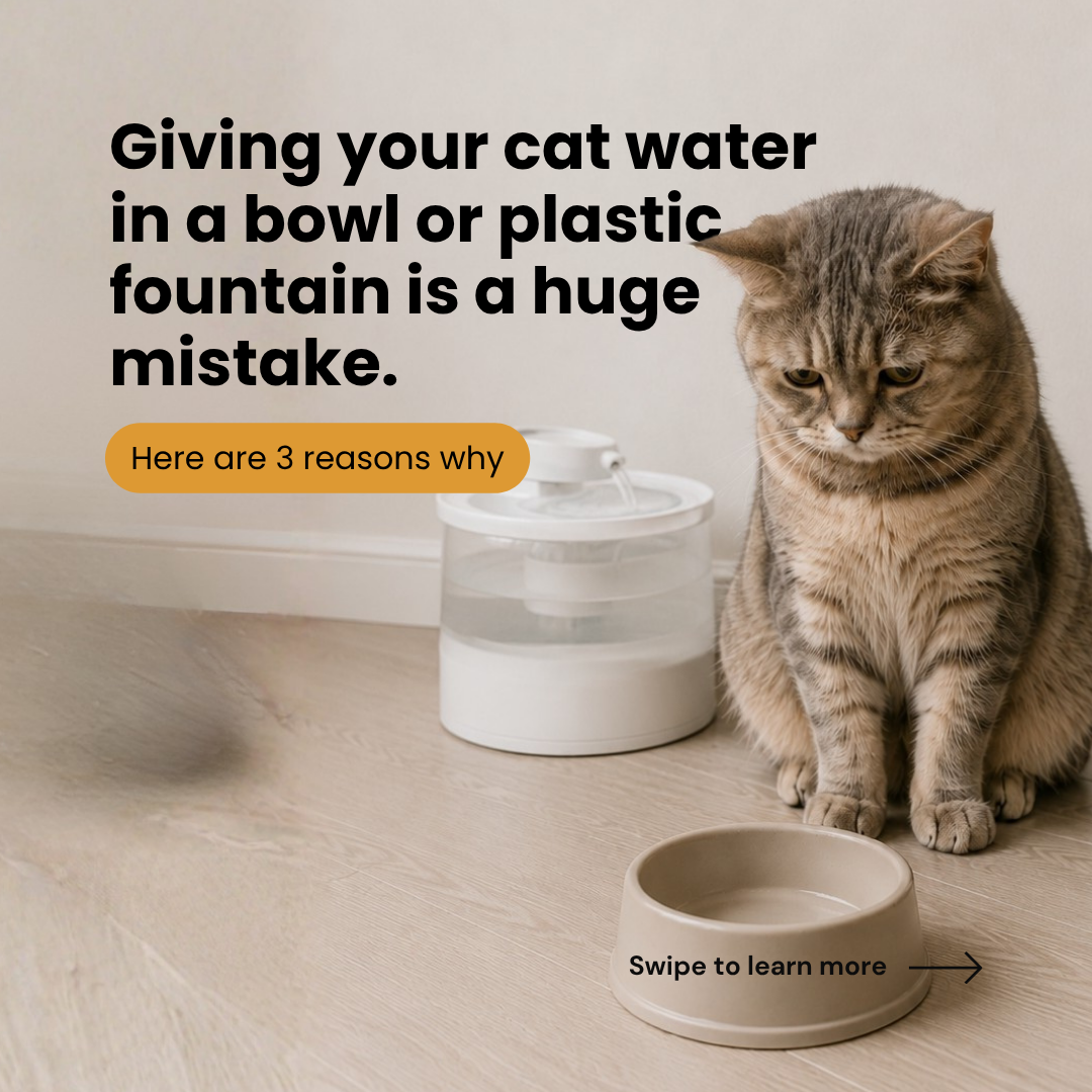KittySpout Facebook ad