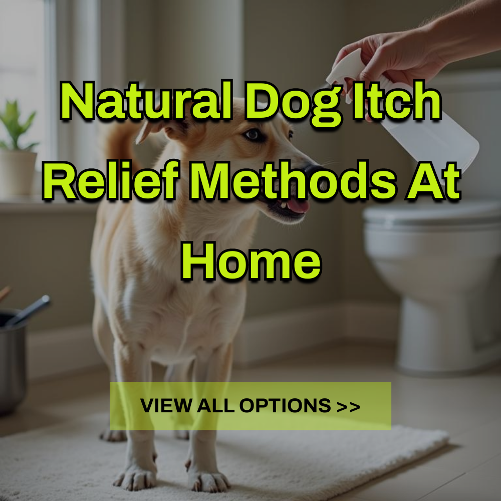 SearchArena Circuit Facebook ad: Uncover Gentle Ways To Ease Dog Itch.
