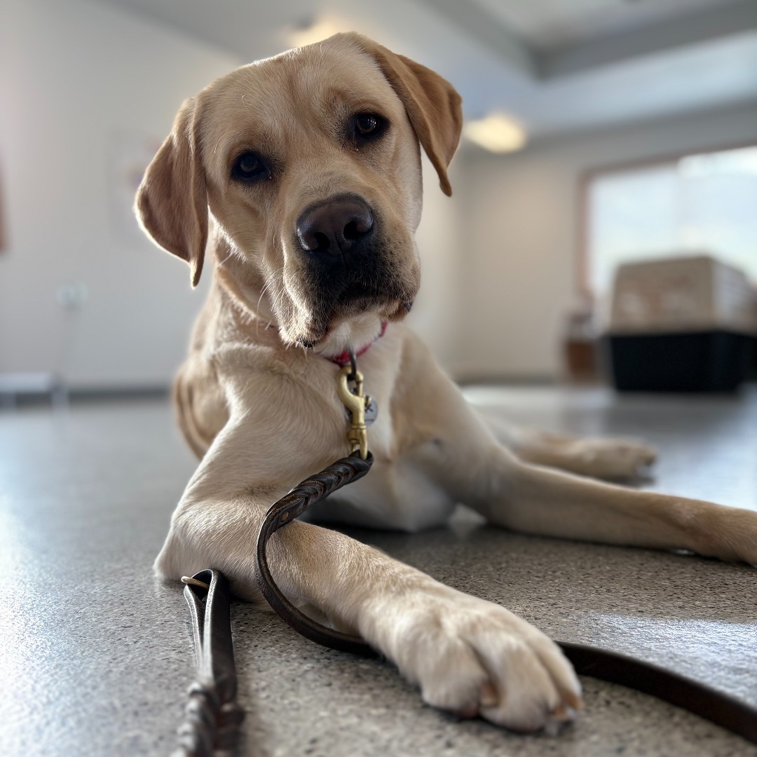 Dogs for Better Lives Facebook ad