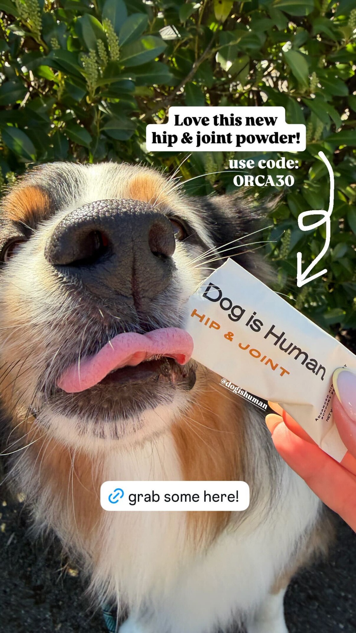 Dog is Human Facebook ad