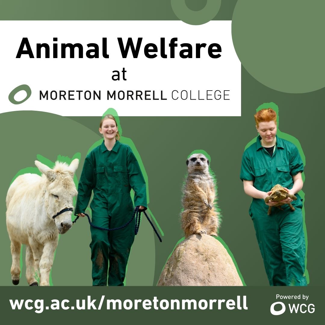 Moreton Morrell College Facebook ad: Study Animal Welfare & Care