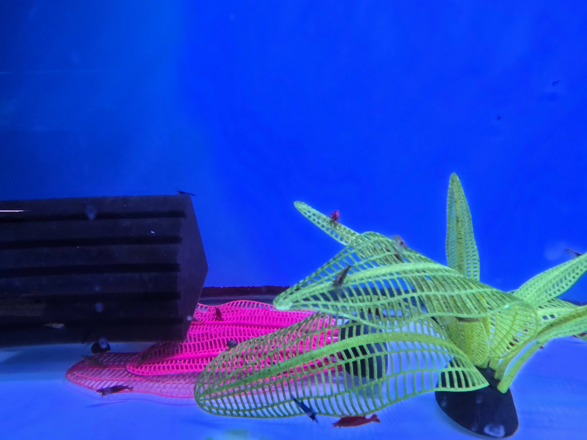 The Hidden Reef, Inc Facebook ad: New Freshwater Fish Have Just Arrived.