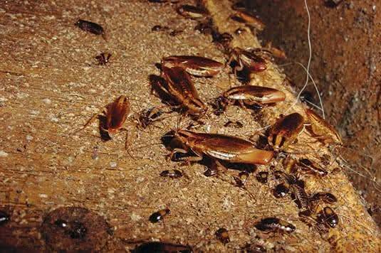 Al pest solution control services Facebook ad: https://wa.me/message/YIAMXSSW2NXNL1