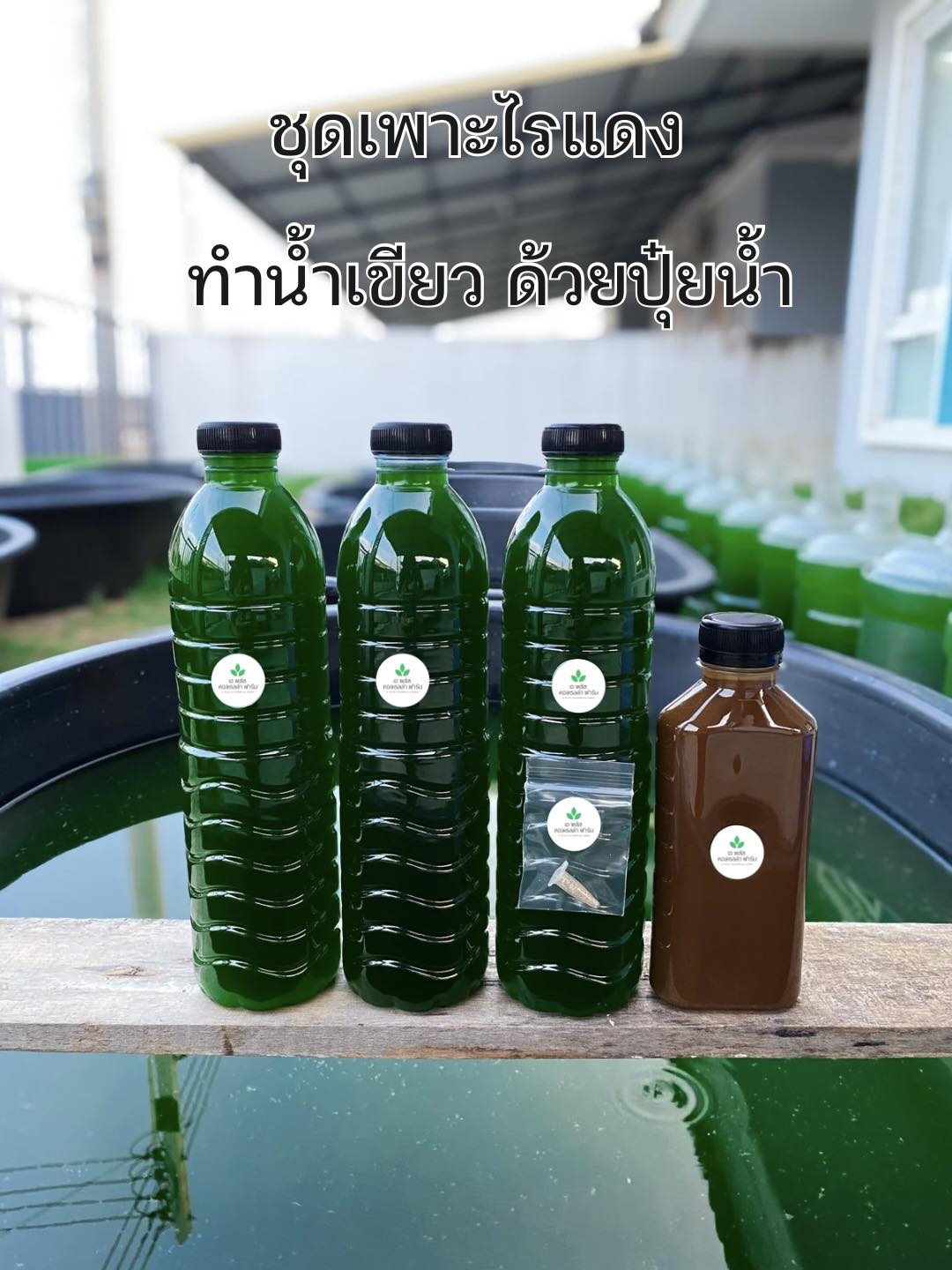 A Plus Chlorella Farm หัวเชื้อน้ำเขียวไรแดง Facebook ad: ชุดเพาะไรแดง น้ำเขียว ทำง่าย ขั้นตอนน้อยไม่ยุ่งยาก