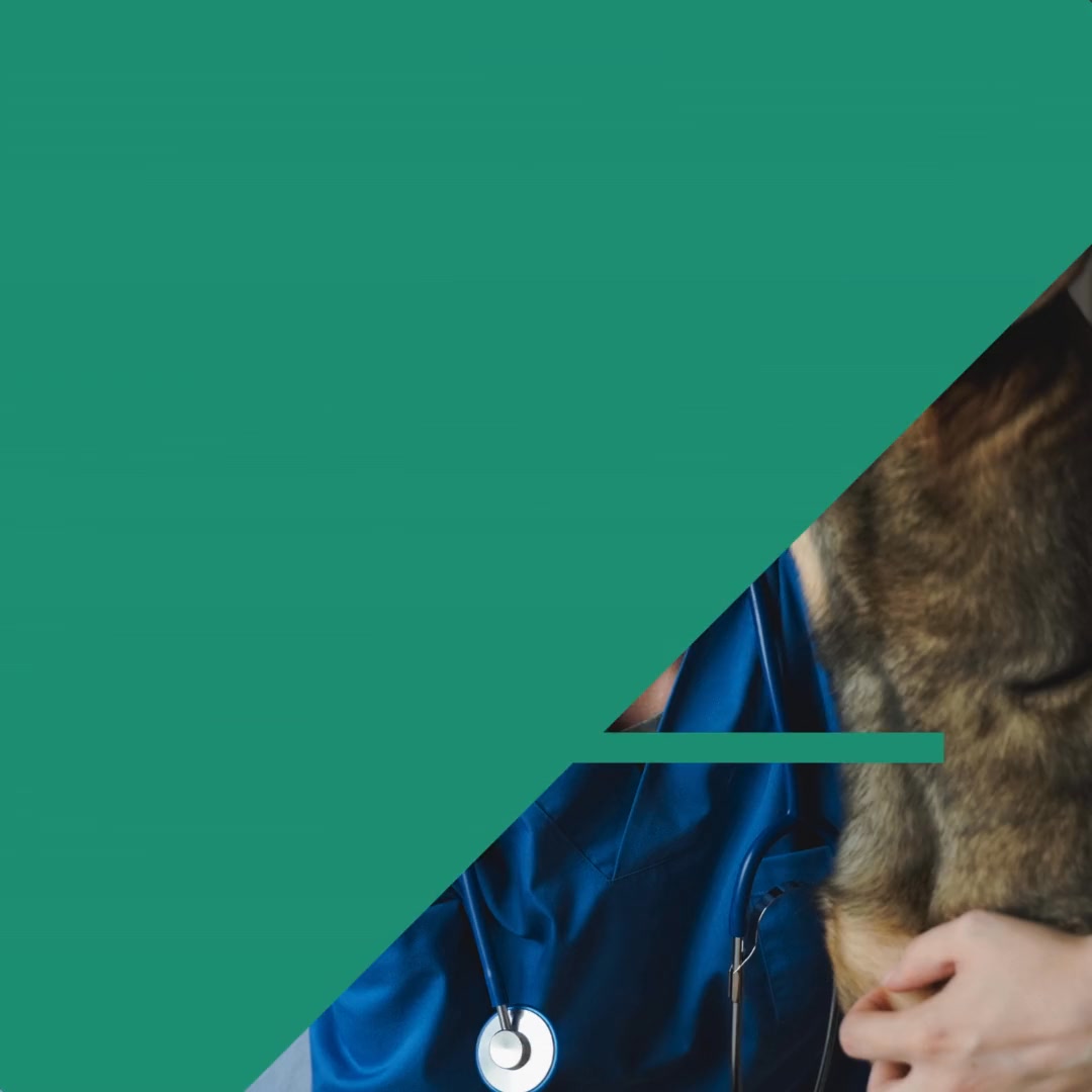 Penn Foster Facebook ad: Online Vet Tech Degree