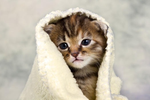Tutto Shopping. Facebook ad: bellissimi i gattini