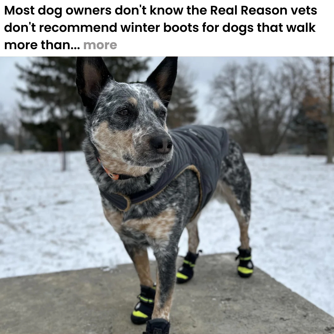 Sarah Miller Facebook ad: My Dog Refused Winter Walks. Then My Vet Explained Why