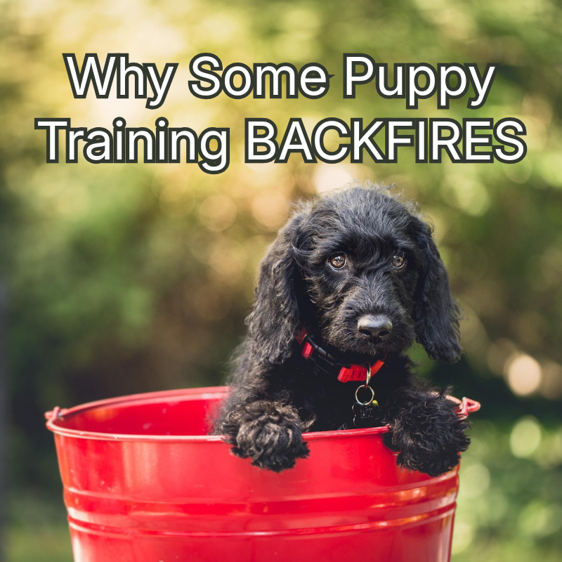 Happy Dogs Academy Facebook ad: Raise a Well-Behaved Puppy Faster