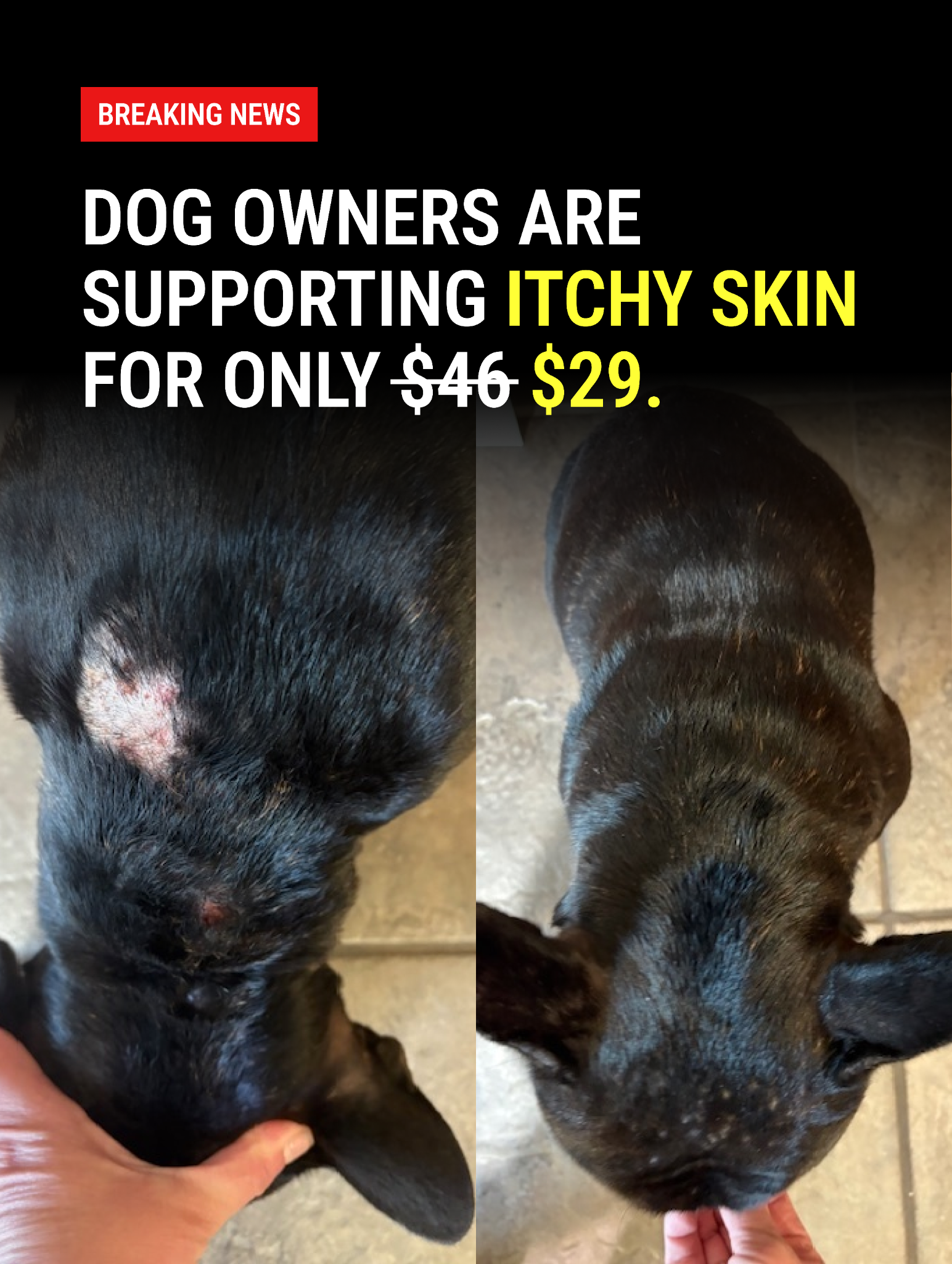 Dog is Human Facebook ad