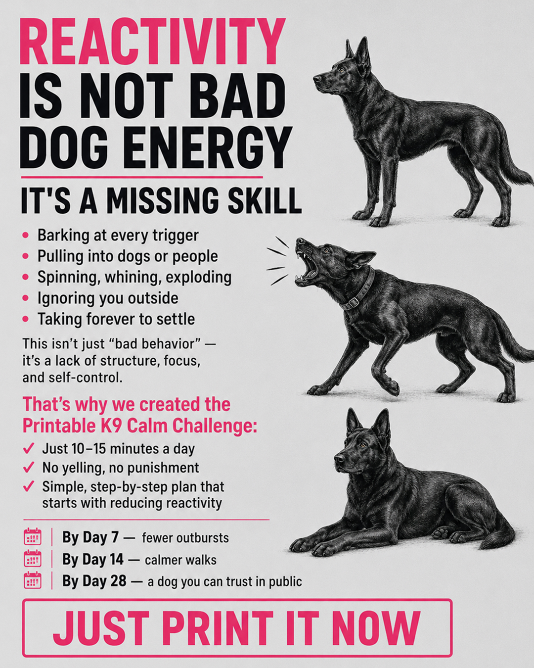 1st Dog Training Club Facebook ad