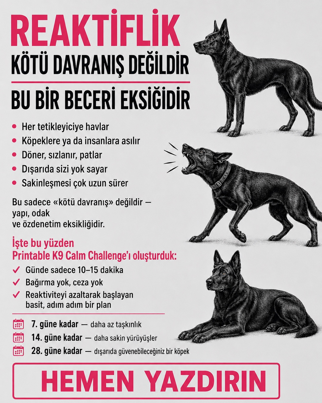 Reactive Dogs Club Facebook ad
