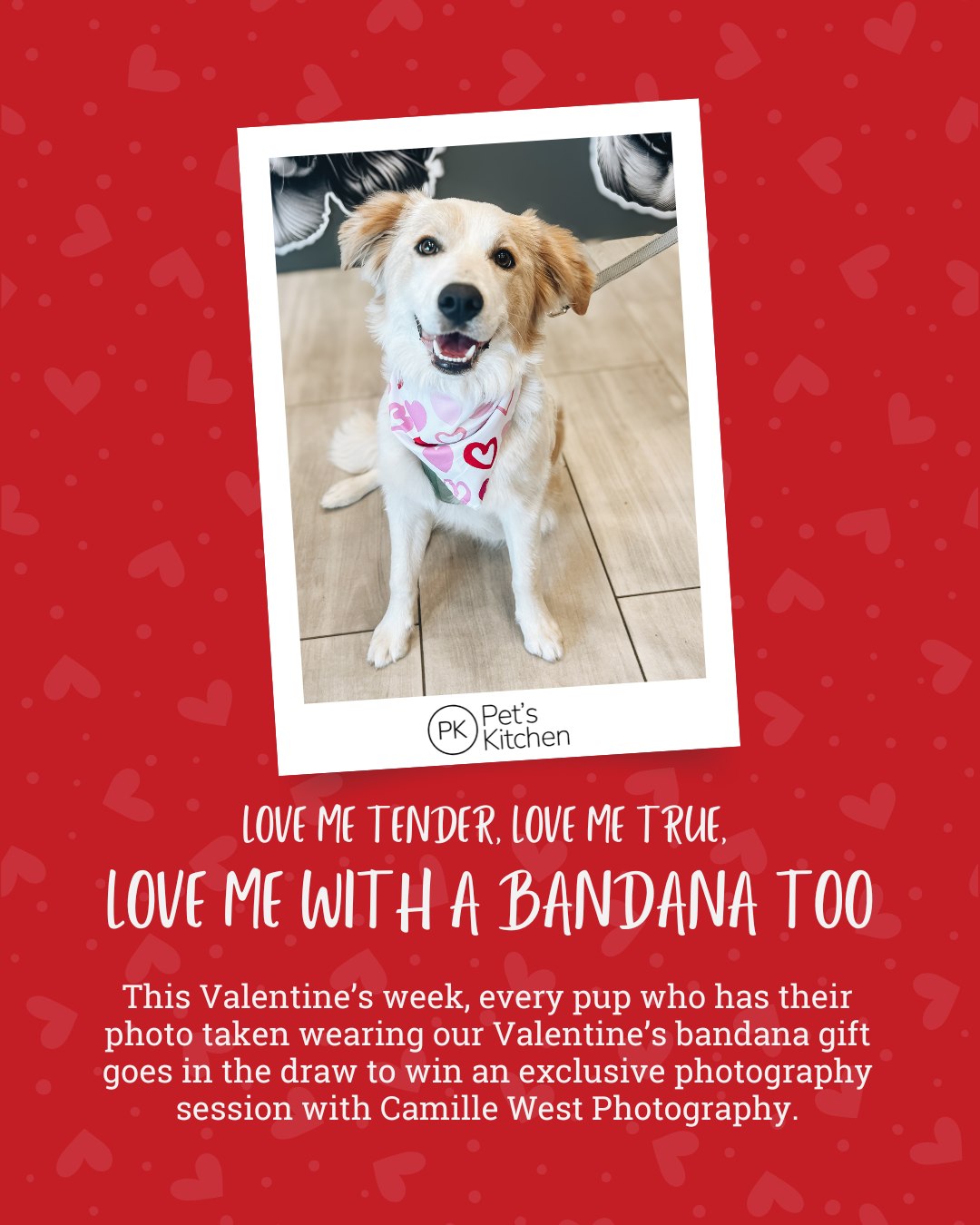 Pet's Kitchen Facebook ad: Pet Food Adelaide | Raw Dog Food Delivery | Pet's Kitchen