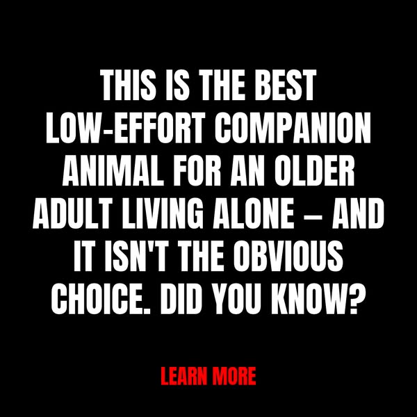 Daily Scoop Digest Facebook ad: Companion Animals for Older Adults Living Alone