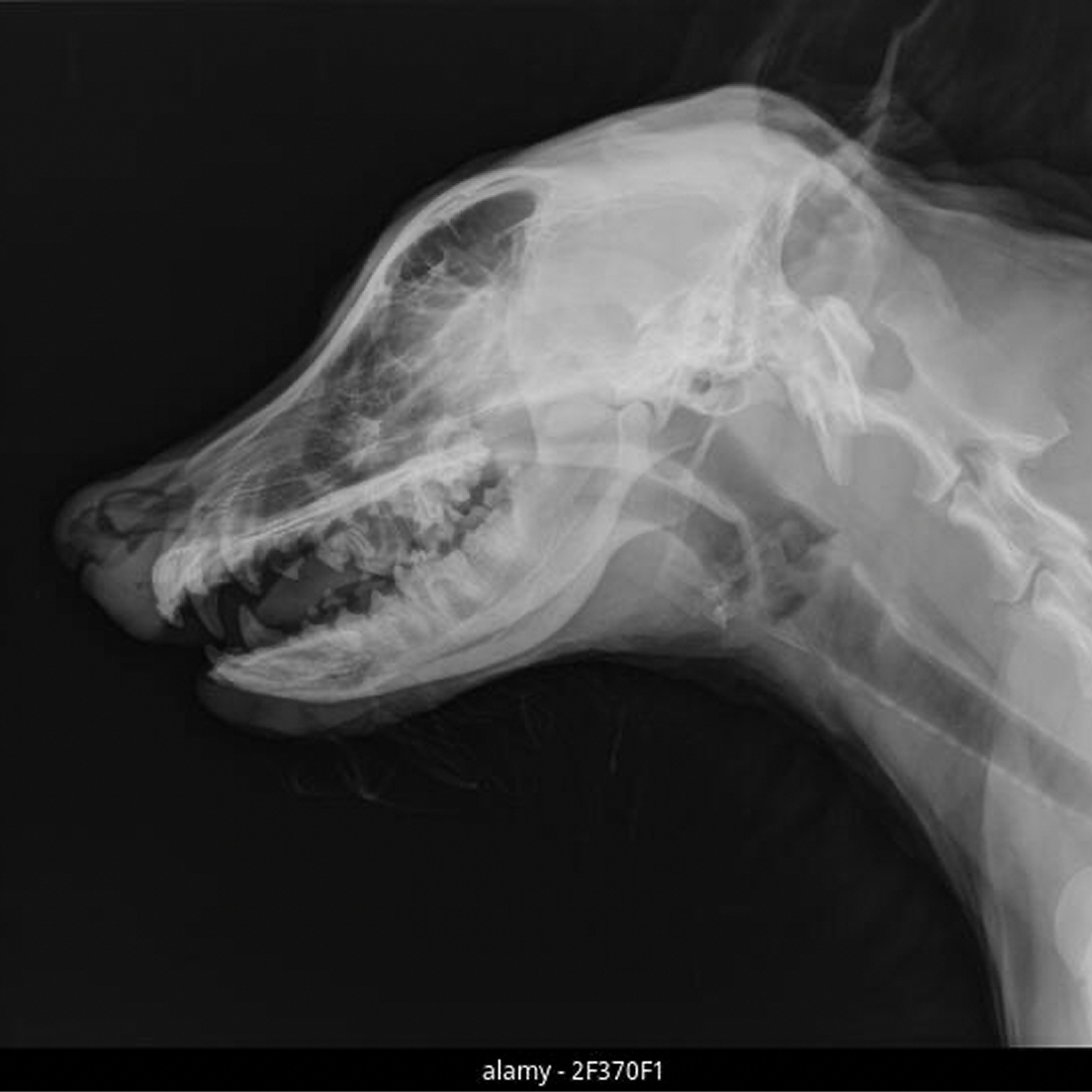 dogsuppy.it Facebook ad: 3 segnali che il tuo cane ha problemi ai denti e che la…
