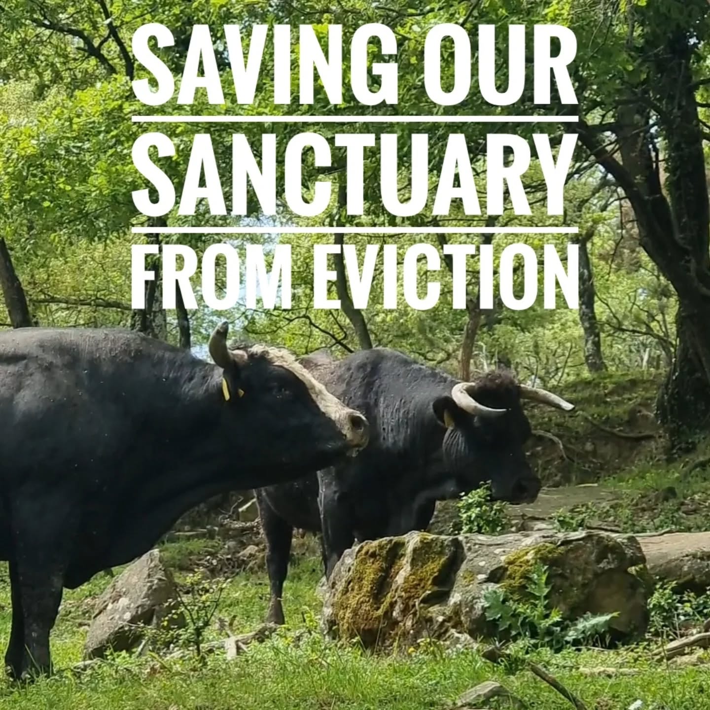 ilcarrodibuoi_farmsanctuary Facebook ad: ๐ฏ๐ด๐ฌ ๐ฎ๐ป๐ถ๐บ๐ฎ๐น๐. ๐ข๐ป๐น๐ ๐ฎ ๐ณ๐ฒ๐ ๐บ๐ผ๐ป๐๐ต๐โฆ