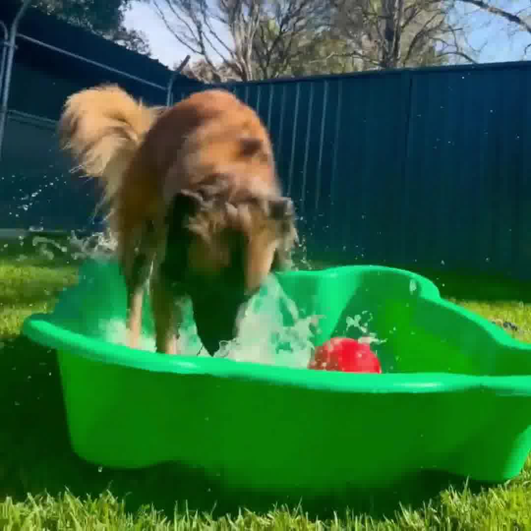 Sydney Petlands Facebook ad: Quality Pet Boarding