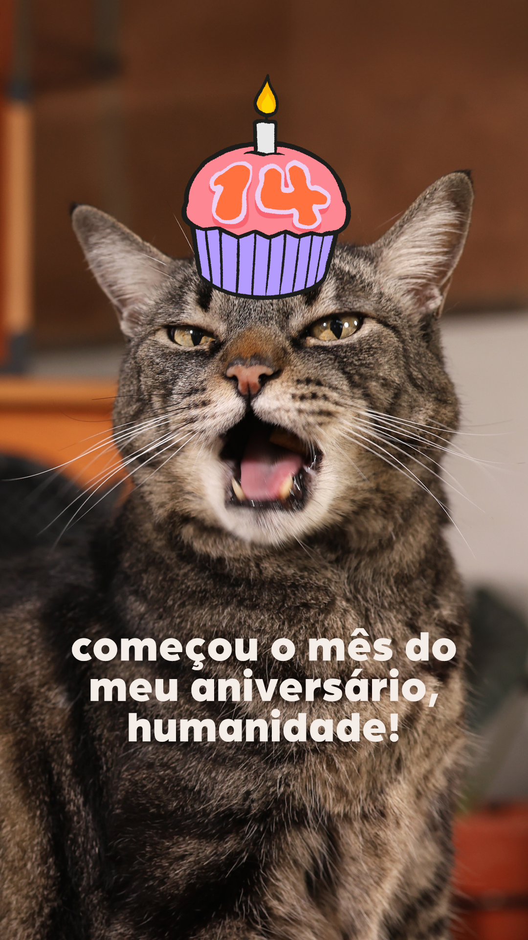 Cansei de ser gato Facebook ad