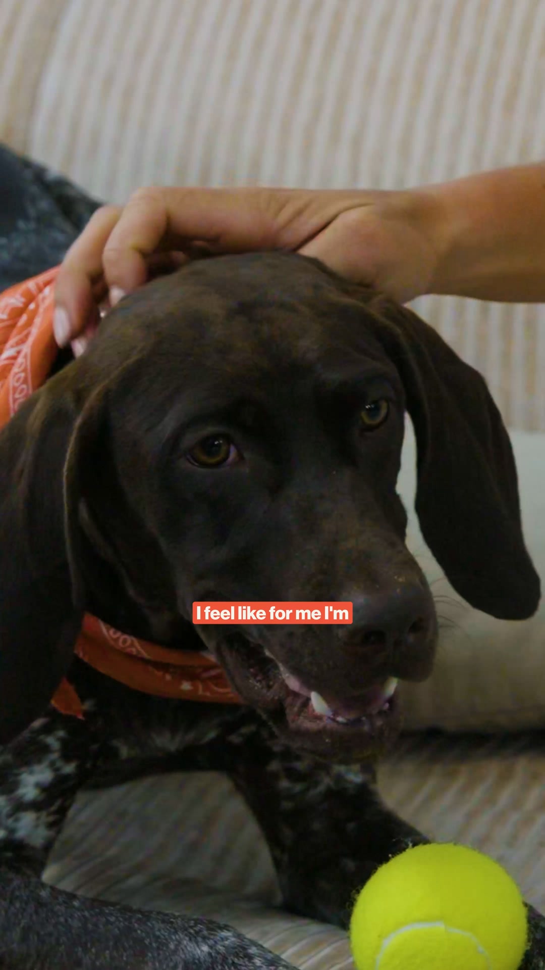 The Farmer's Dog Facebook ad: Get 50% off your first box