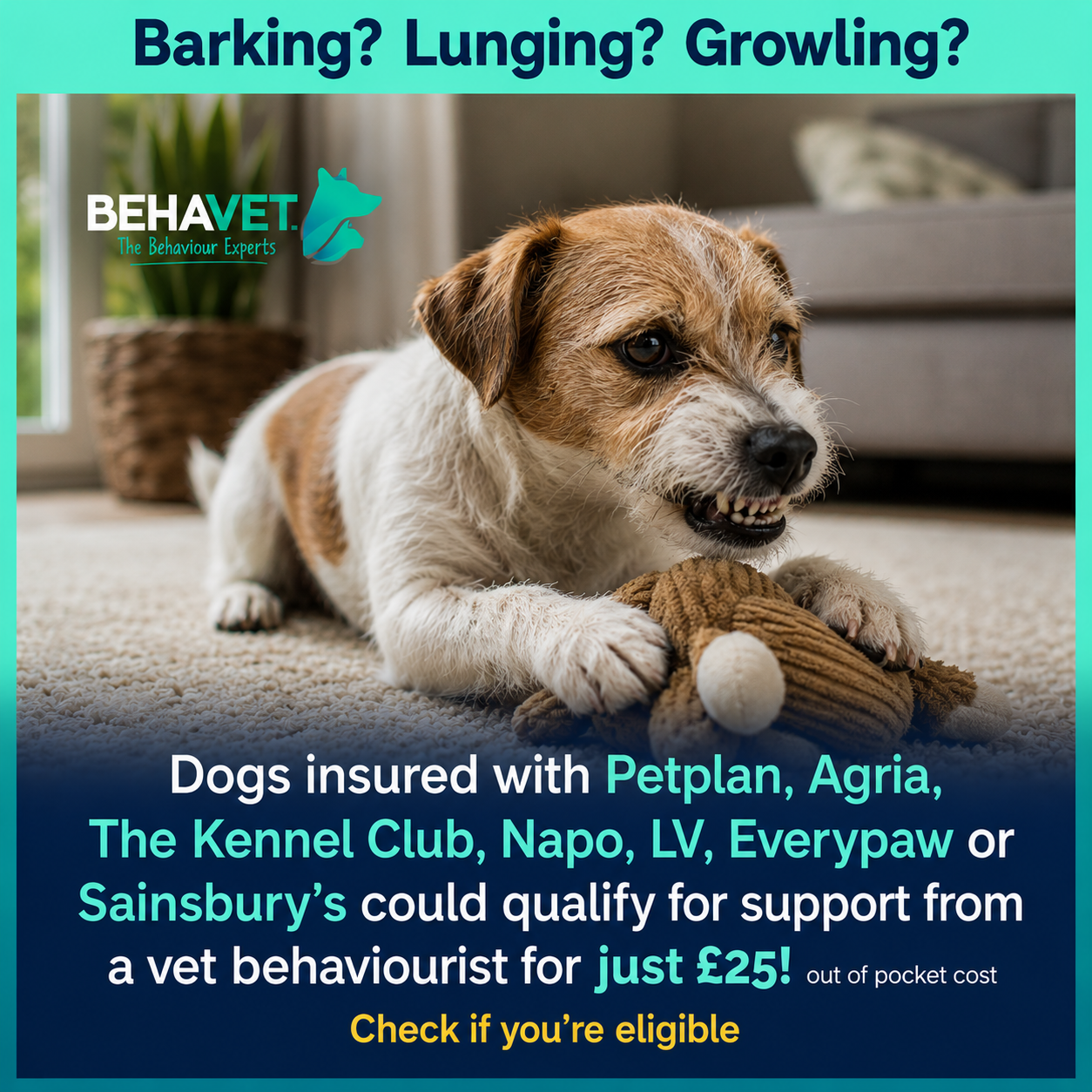 Behavet: The Pet Behaviour Experts Facebook ad