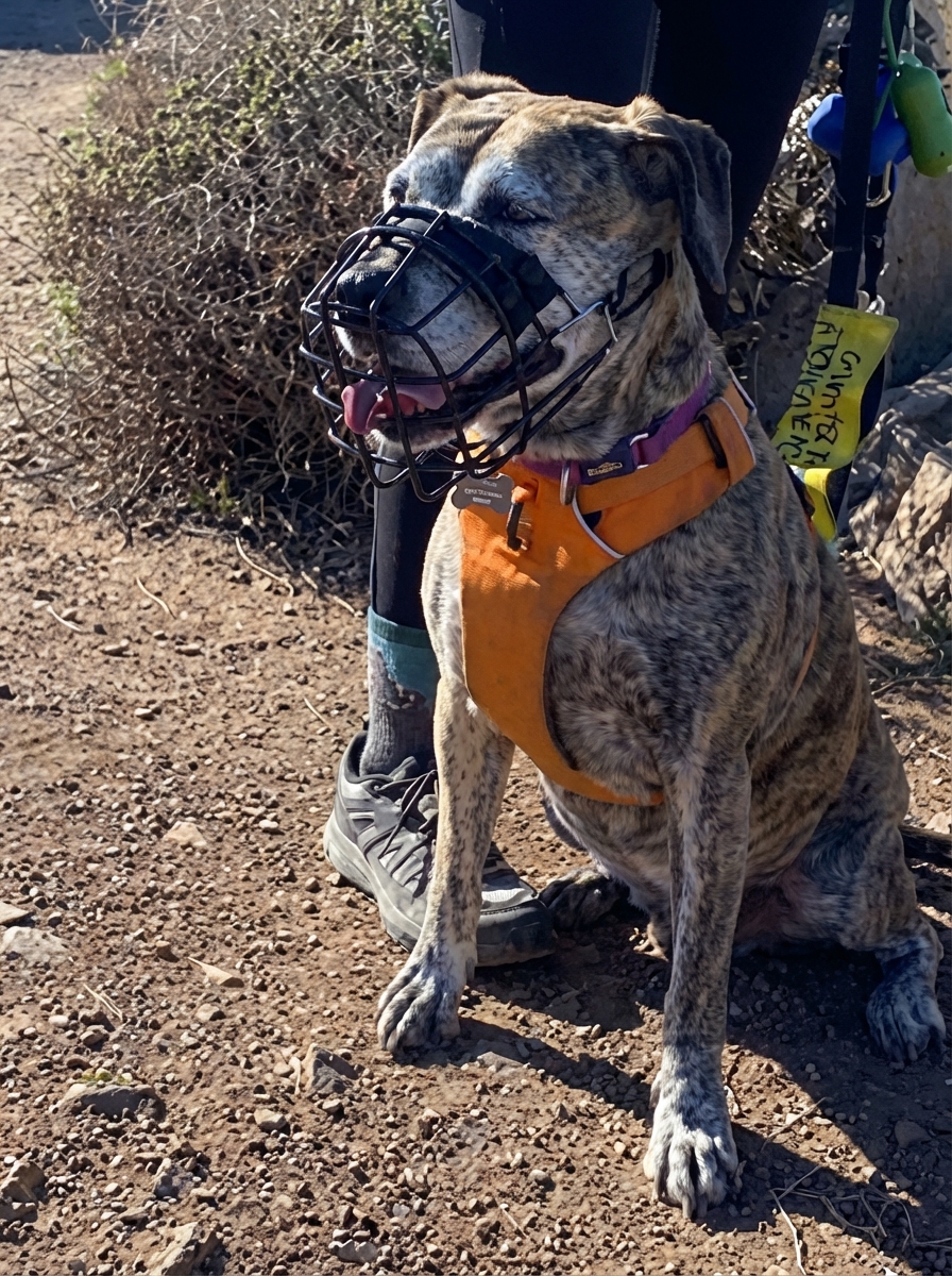 Canine Stress Research Institute Facebook ad