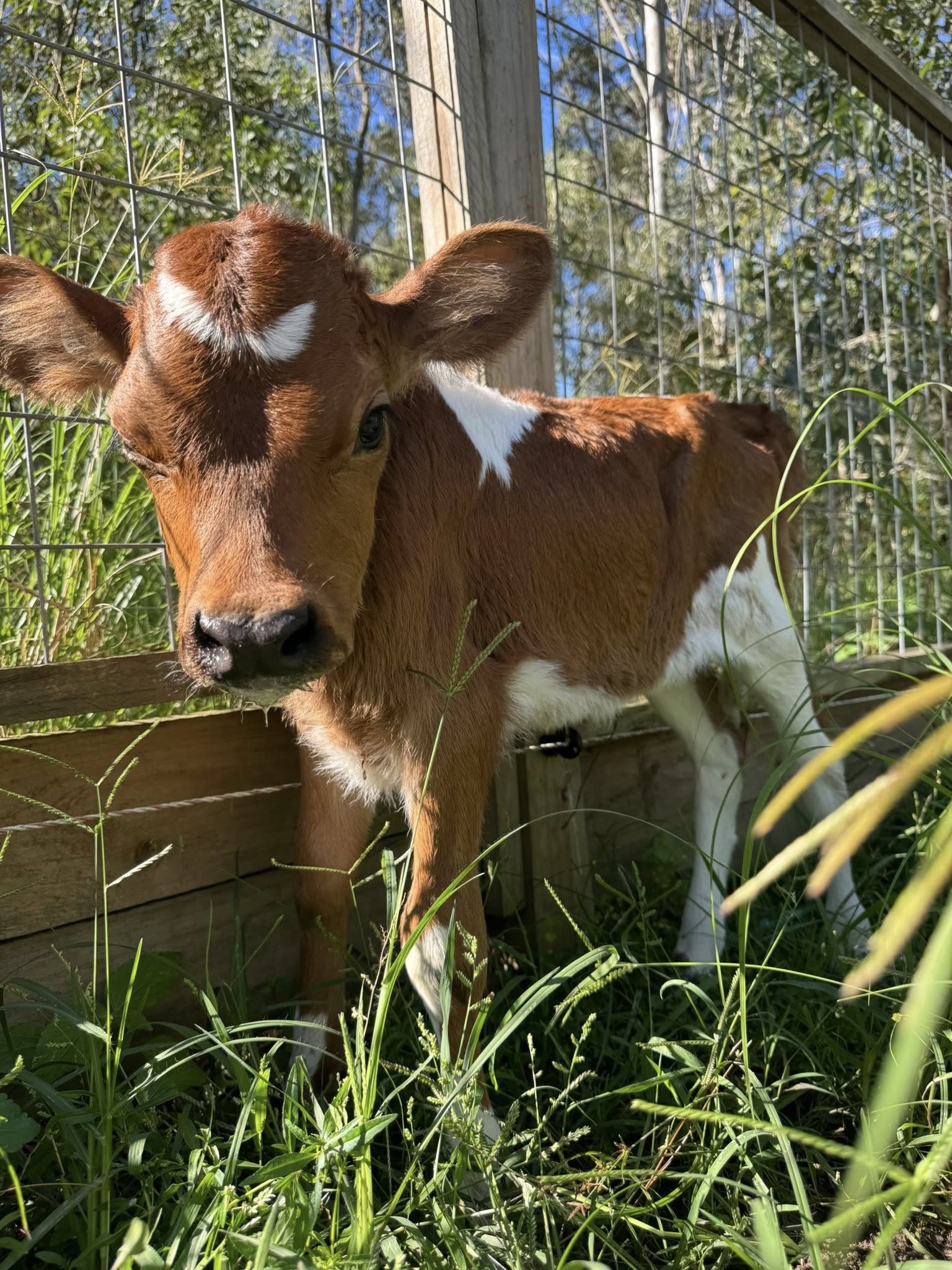 Til The Cows Come Home Facebook ad