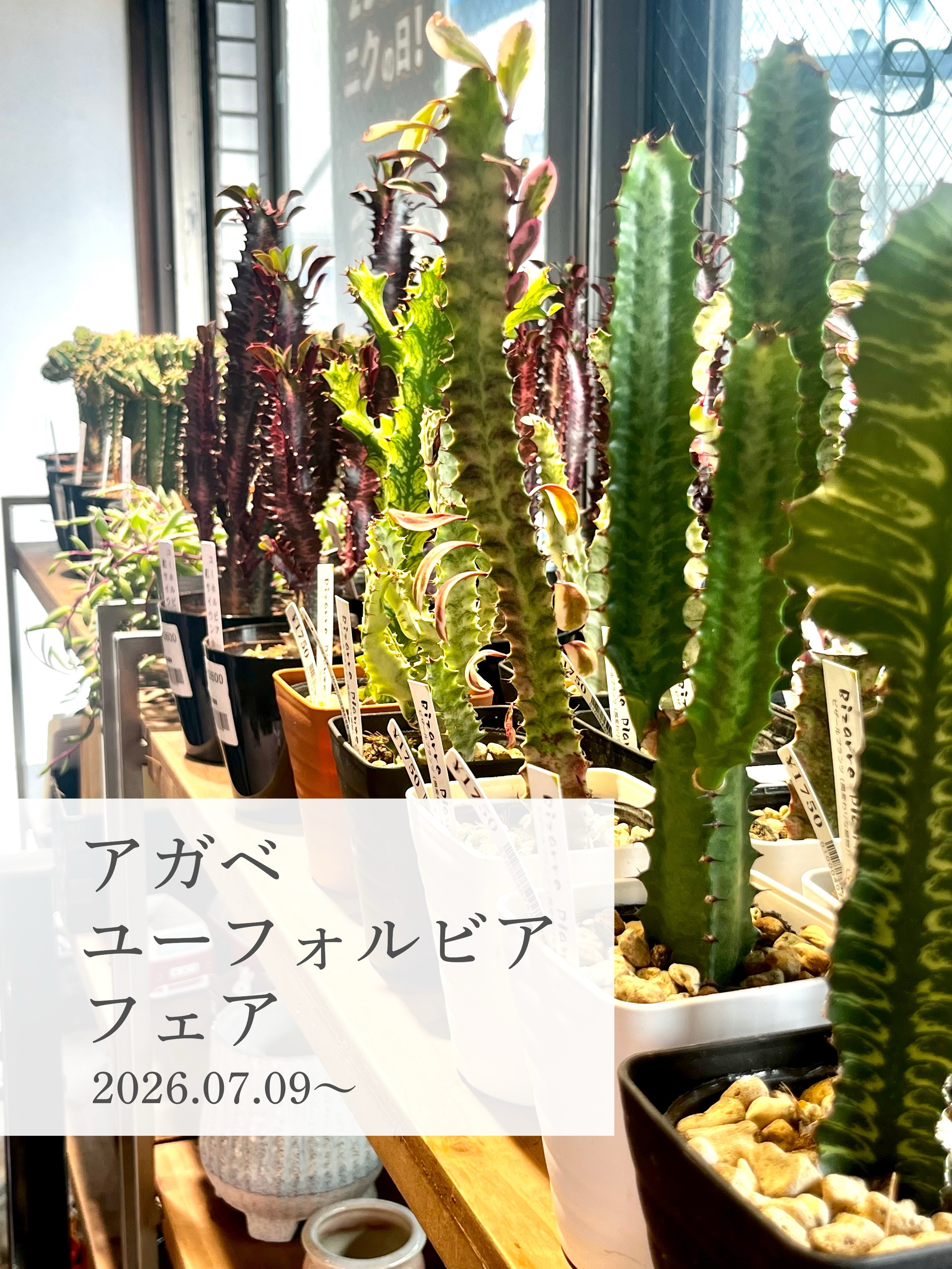 多肉植物専門店Lumière 葛飾店 Facebook ad: アガベ・ユーフォルビア 夏でも成長期の多肉たちが勢揃い