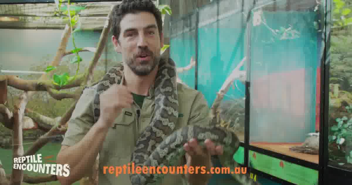 Reptile Encounters Facebook ad: Wildlife At Your Doorstep