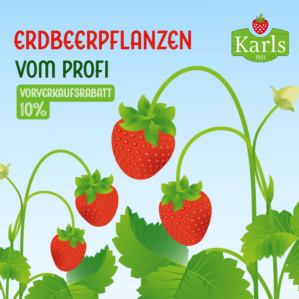 Karls Erlebnis-Dorf Facebook ad: Erdbeerpflanzen direkt vom Profi!