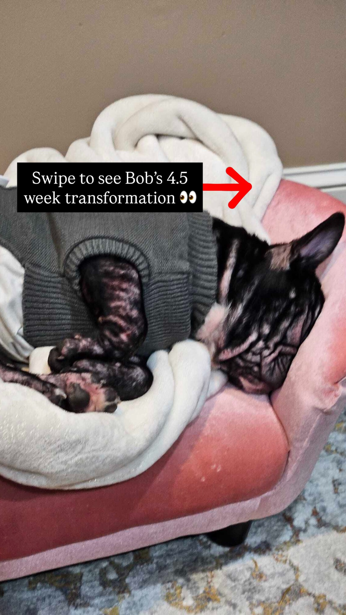 Dog is Human Facebook ad