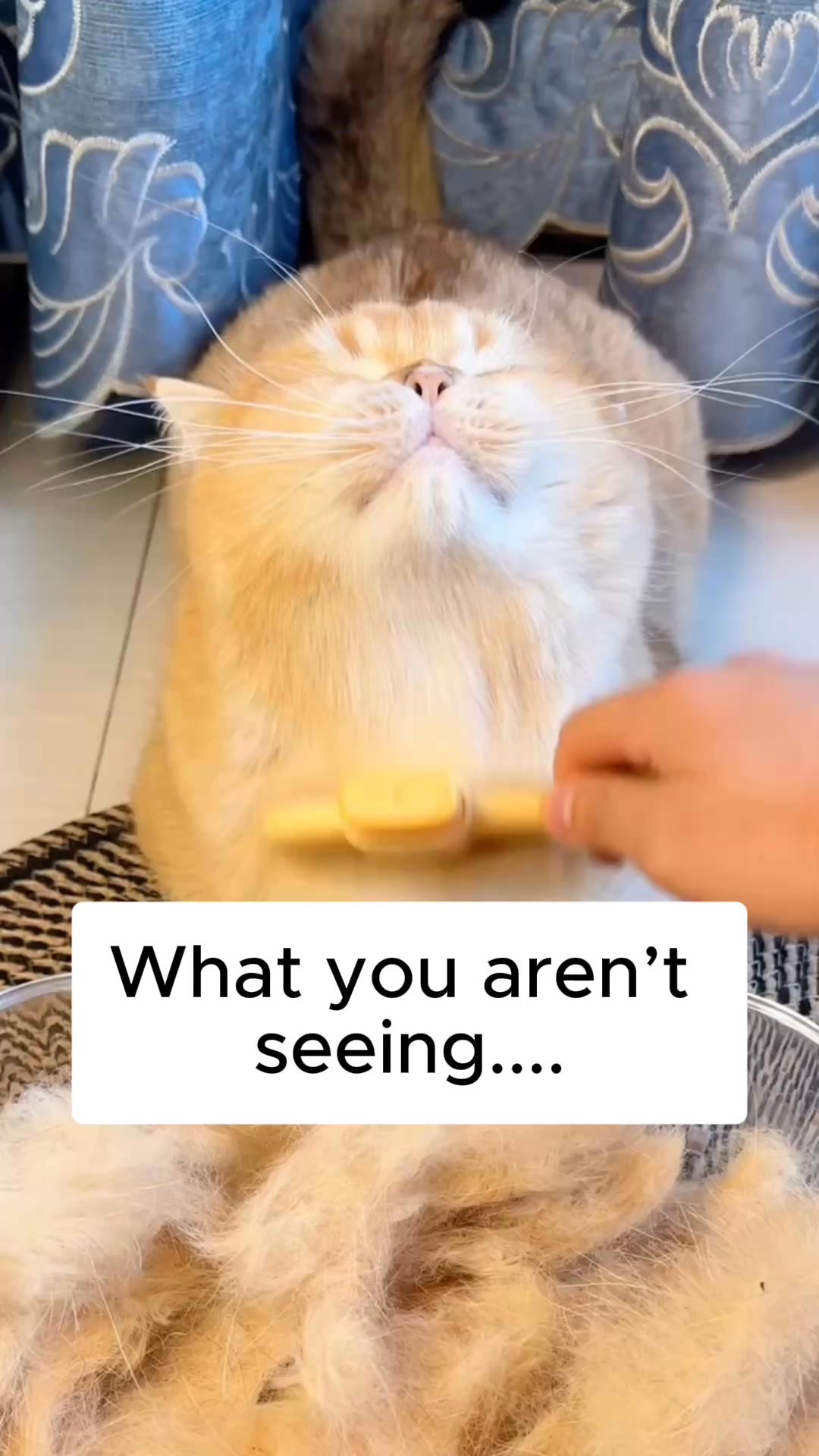 Nuvopet Facebook ad: Quebec’s #1 cat brush is taking over Canada.