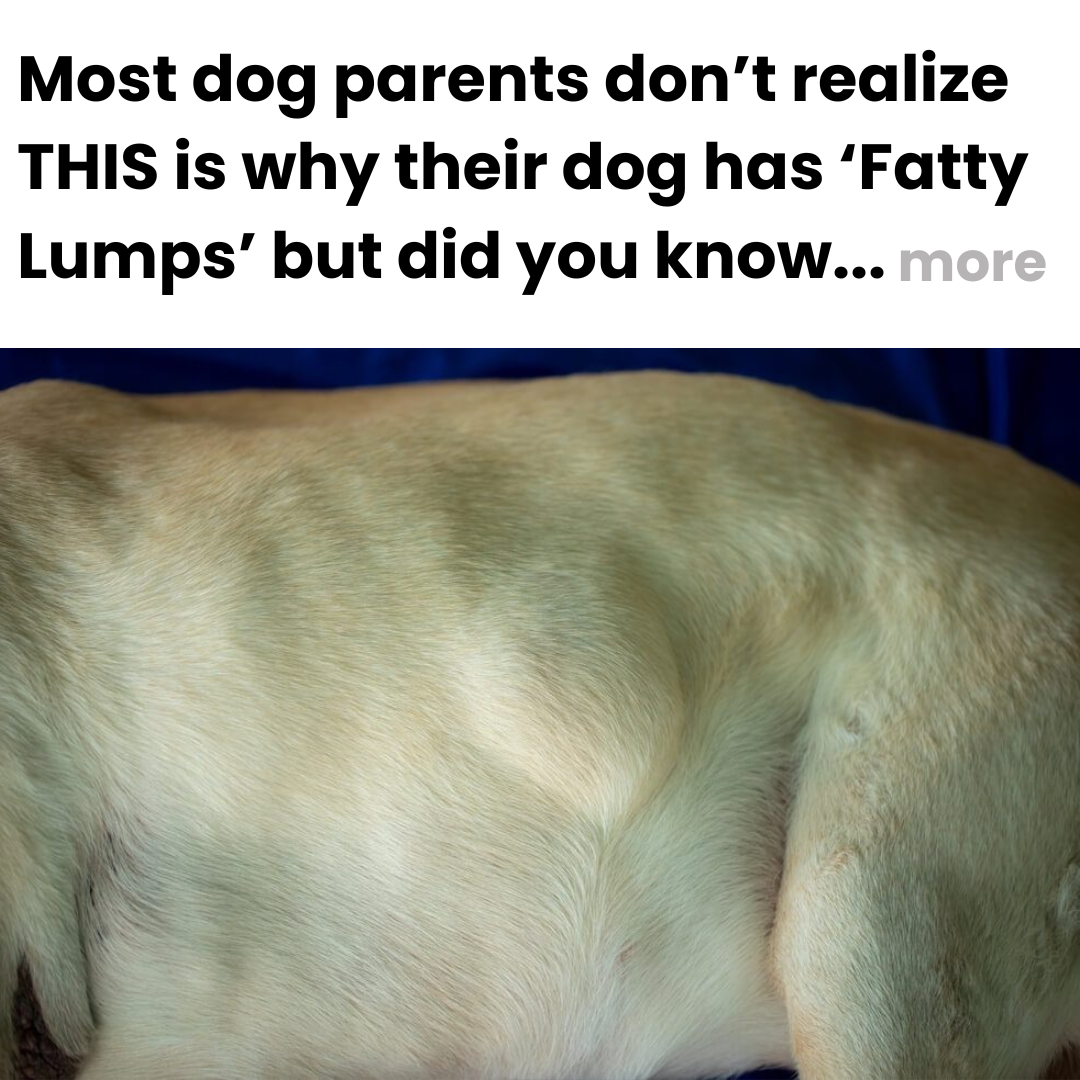 Healthy Dog Insider Facebook ad