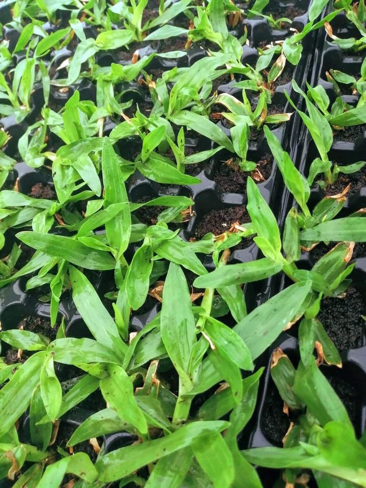 Jardins JM Facebook ad: venda de relva grama brasileira em tabuleiros ou…