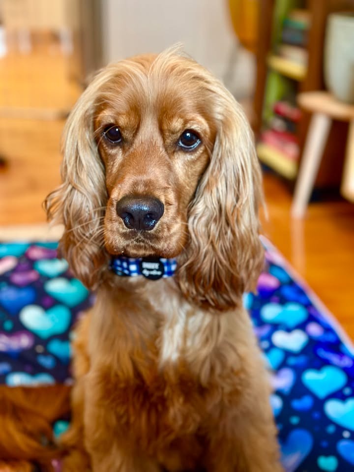 Dizzy Dog Collars Facebook ad