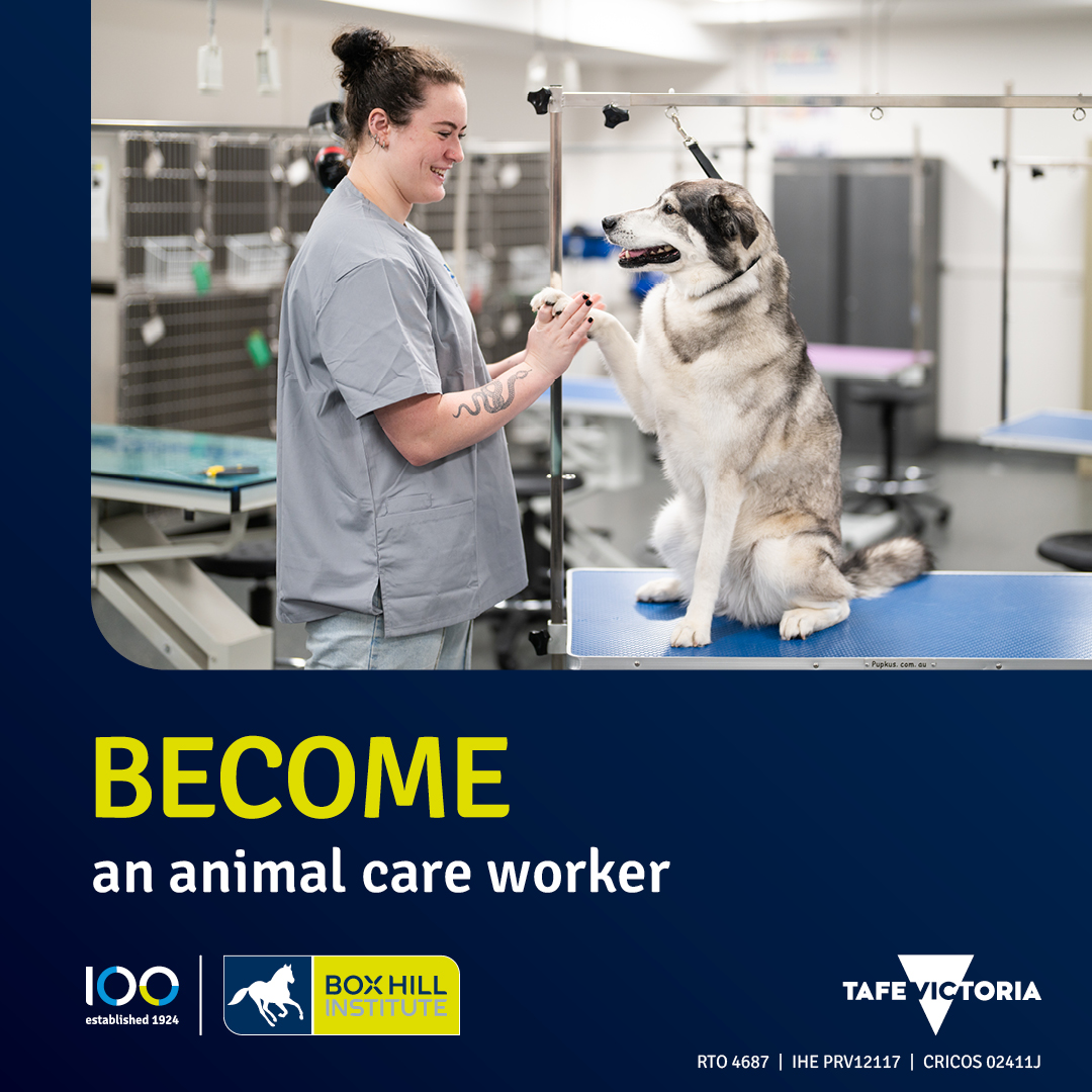 Box Hill Institute Facebook ad