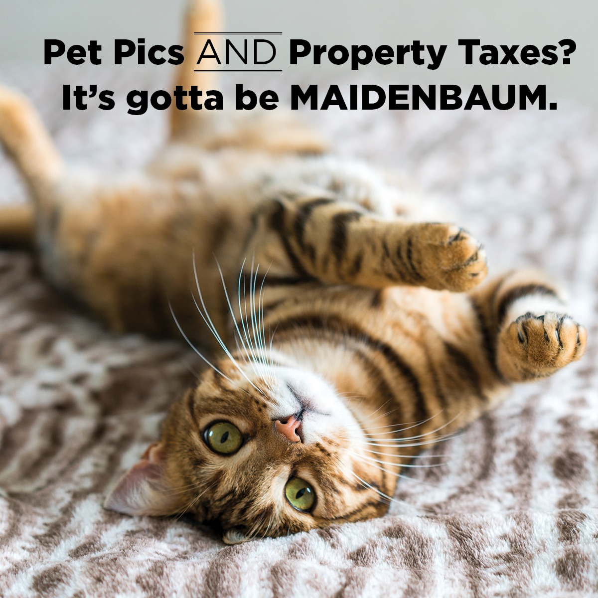 Maidenbaum Facebook ad