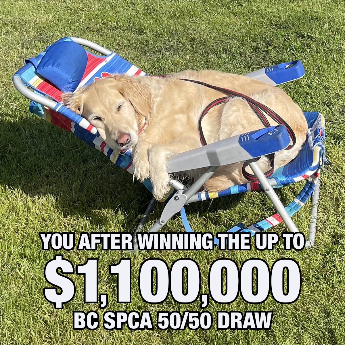 BC SPCA (BCSPCA) Facebook ad