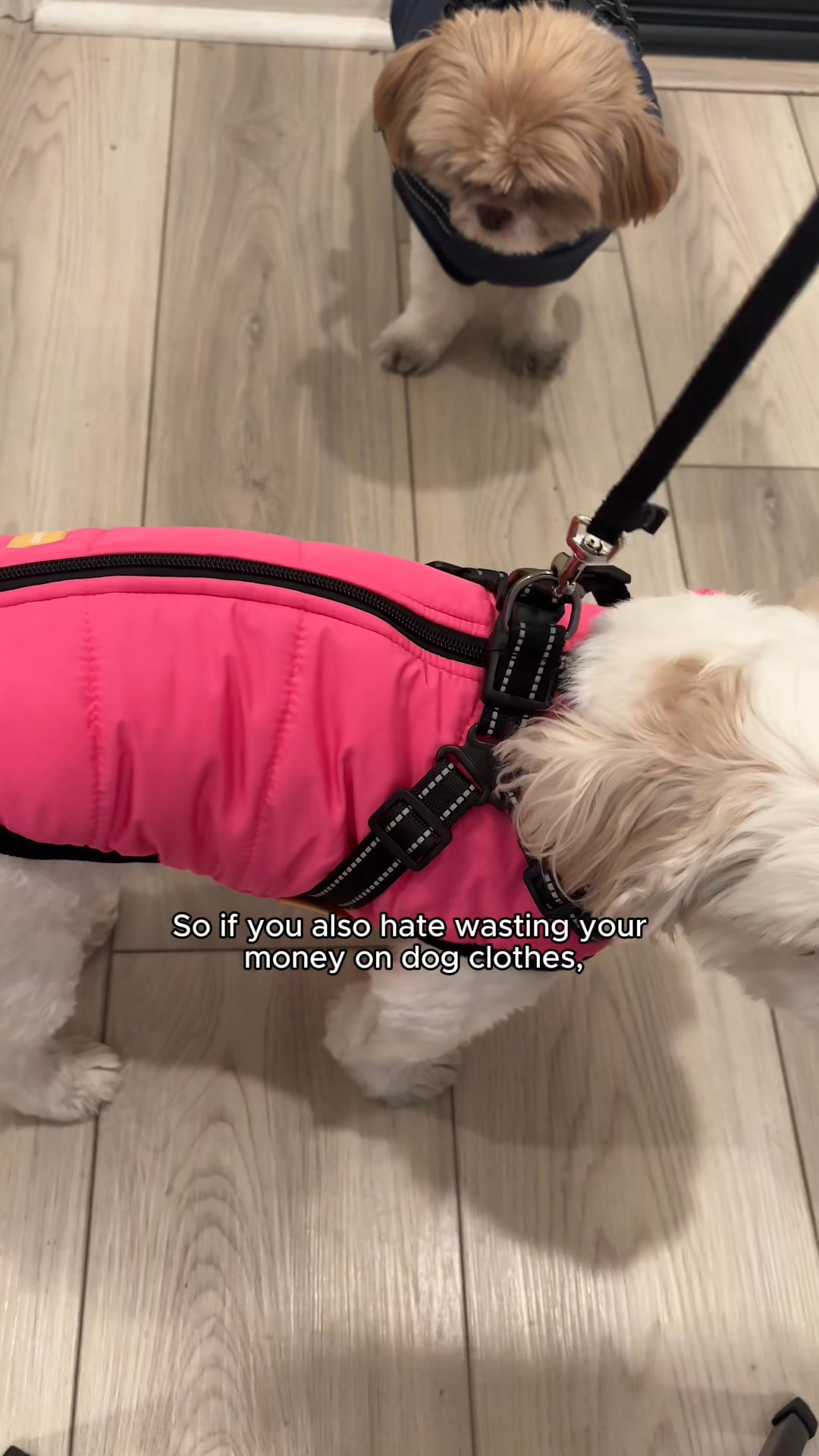 DoggyKings Facebook ad: 50% OFF Today