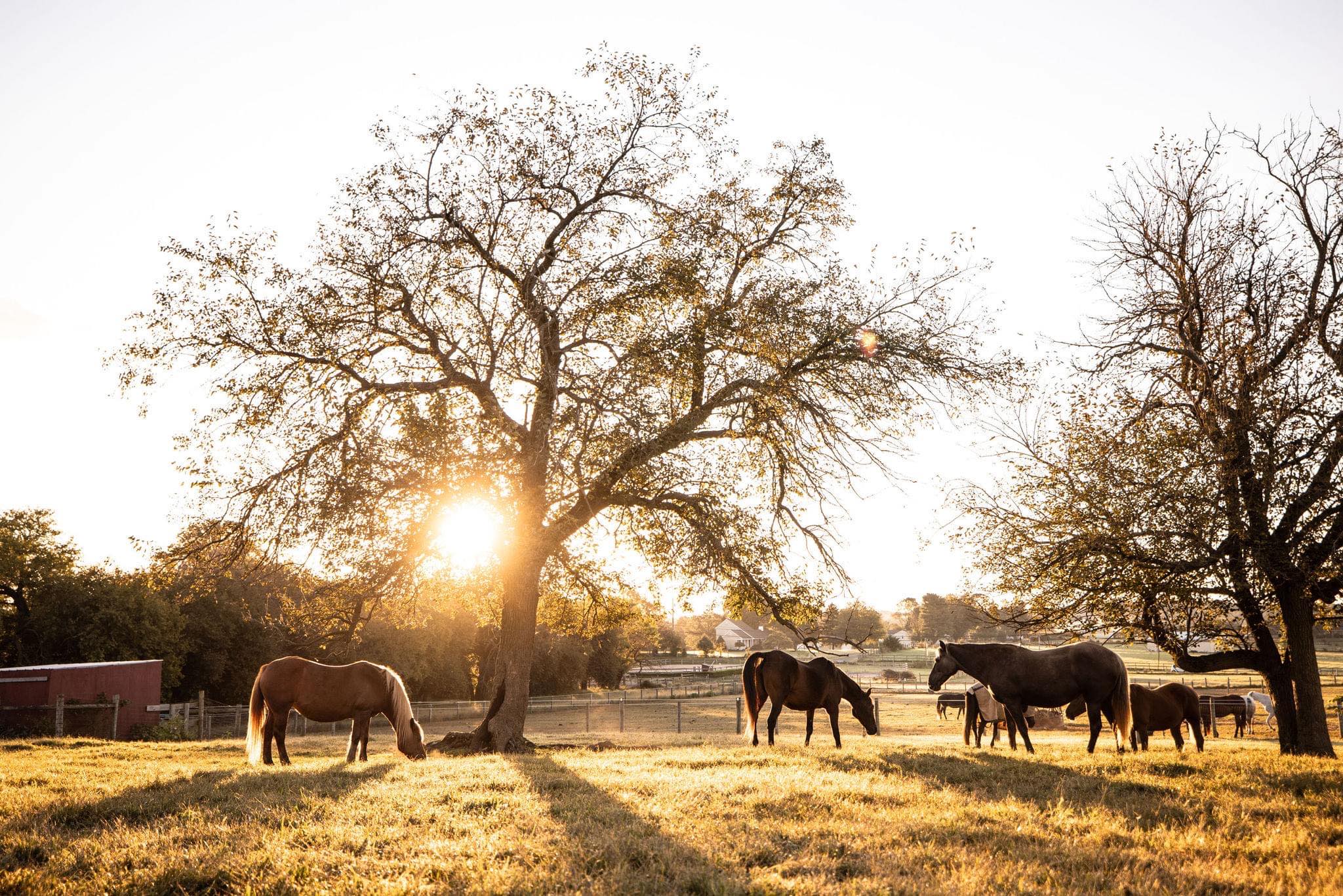 Days End Farm Horse Rescue Facebook ad: Kindness is an action, compassion is a solution…