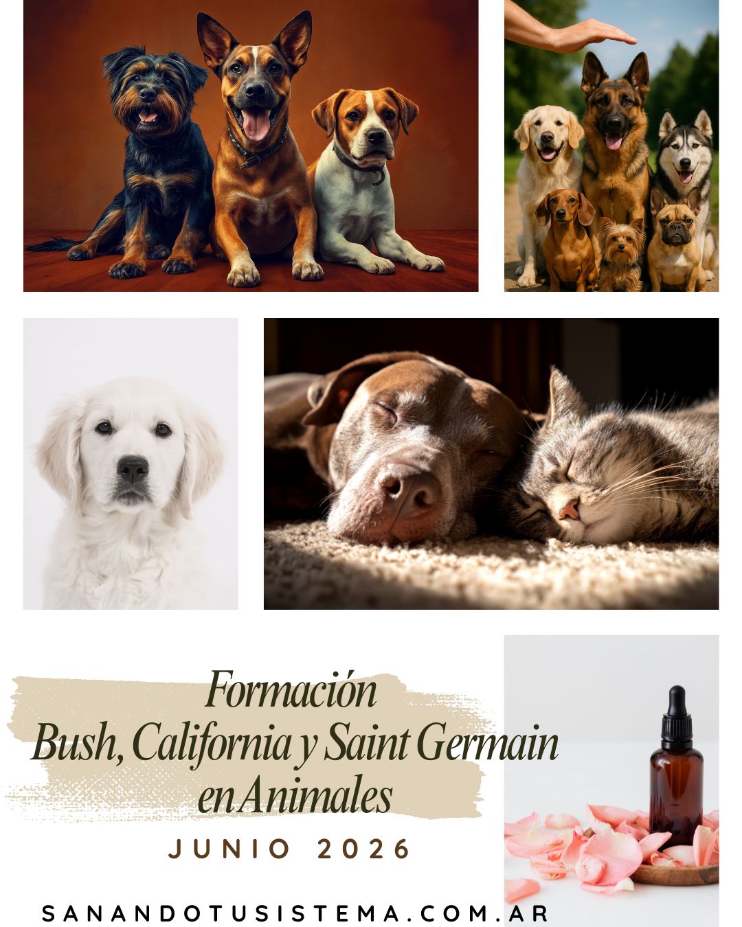 Sanando tu Sistema con Animales - Terapeuta Floral Facebook ad: Cursos - Sanando Tu Sistema